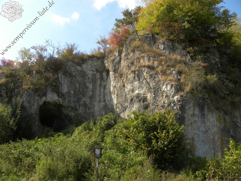 globiferum ssp. hirtum (cf) from Pindulka