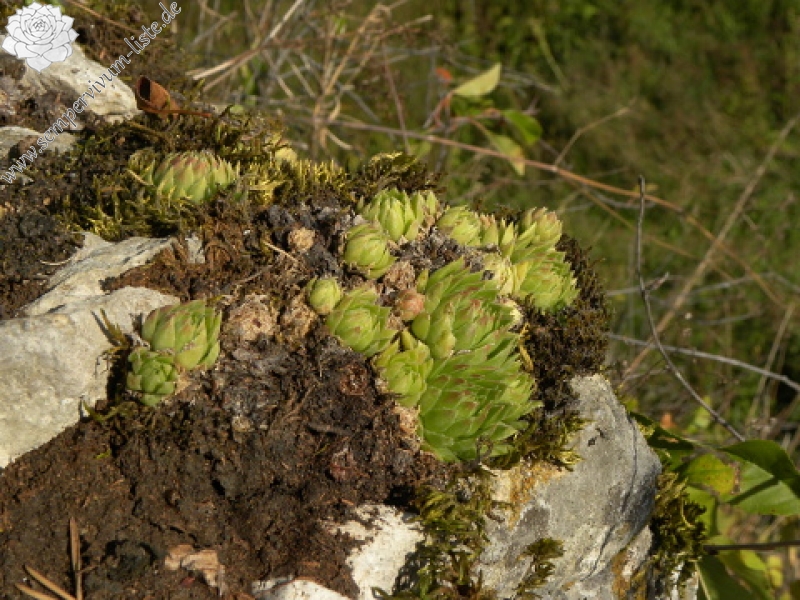 globiferum ssp. hirtum (cf) from Pindulka