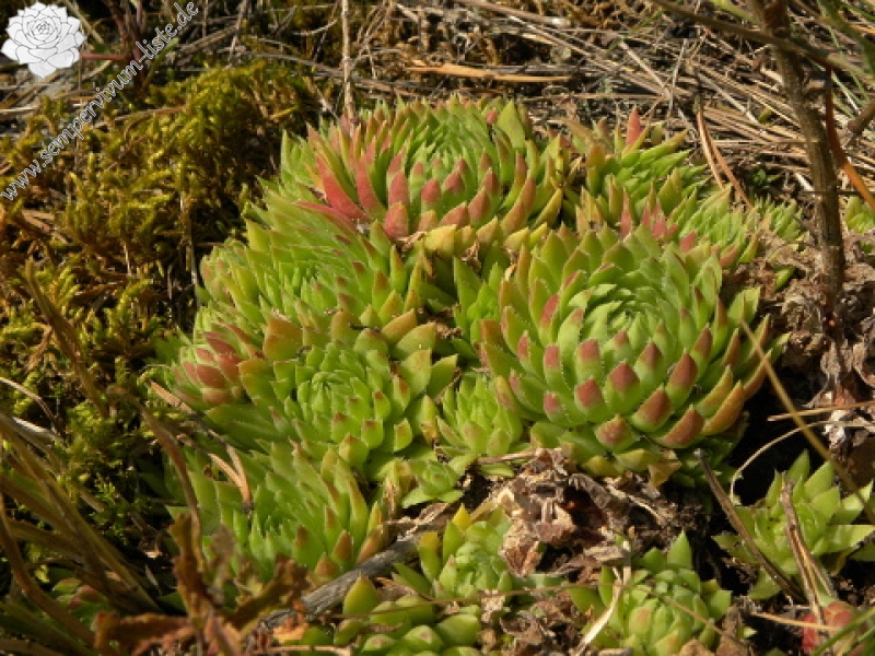 globiferum ssp. hirtum (cf) from Pindulka