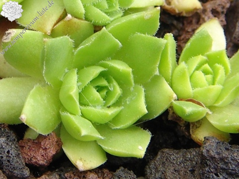 globiferum ssp. hirtum (glabrescens) from Beckov