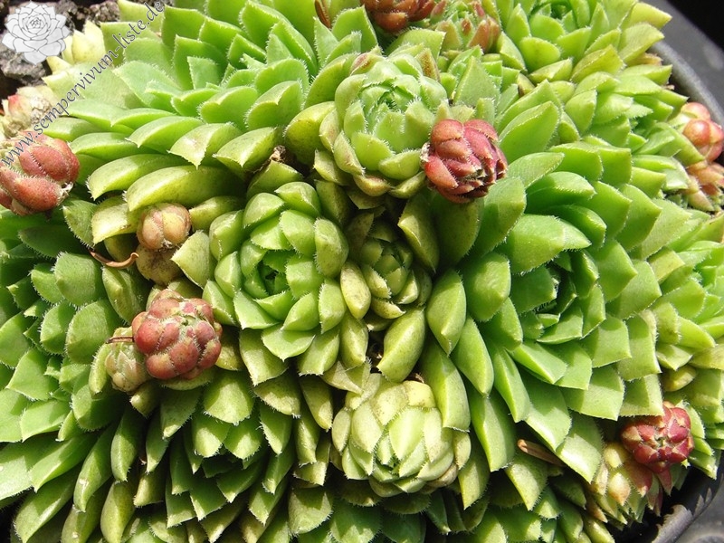 globiferum ssp. hirtum (glabrescens) from Beckov