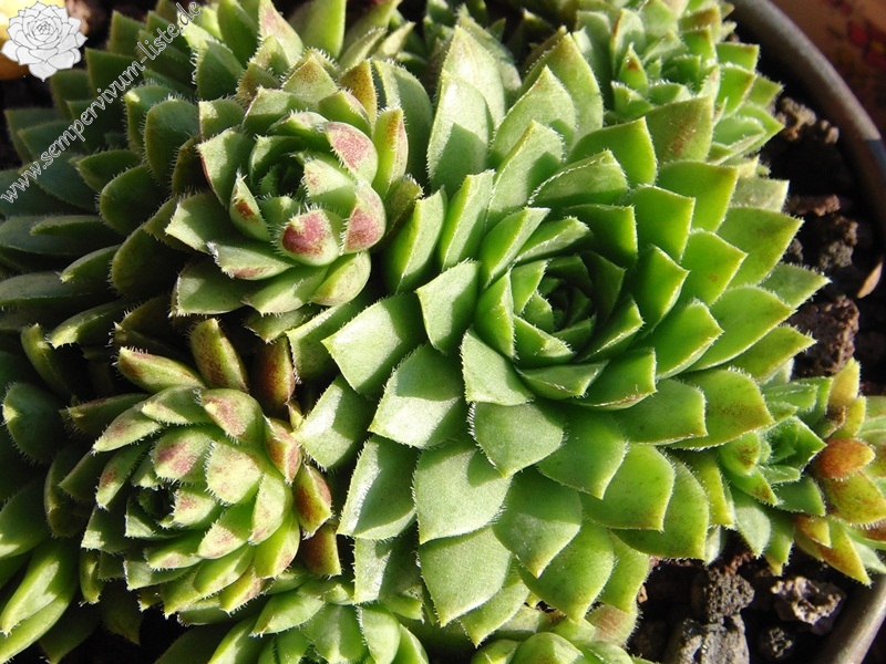 globiferum ssp. hirtum (glabrescens) from Beckov