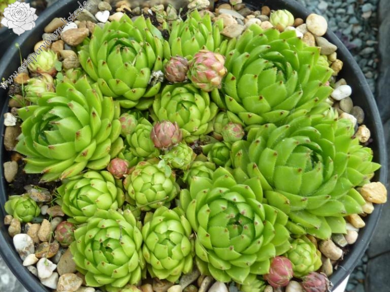 globiferum ssp. hirtum (glabrescens) from Csobanka