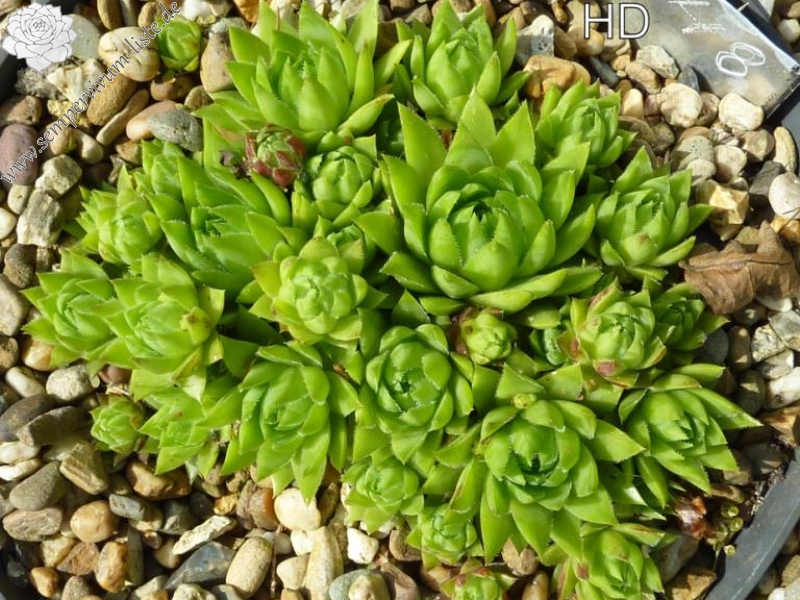 globiferum ssp. hirtum (glabrescens) from Dievenska Skala