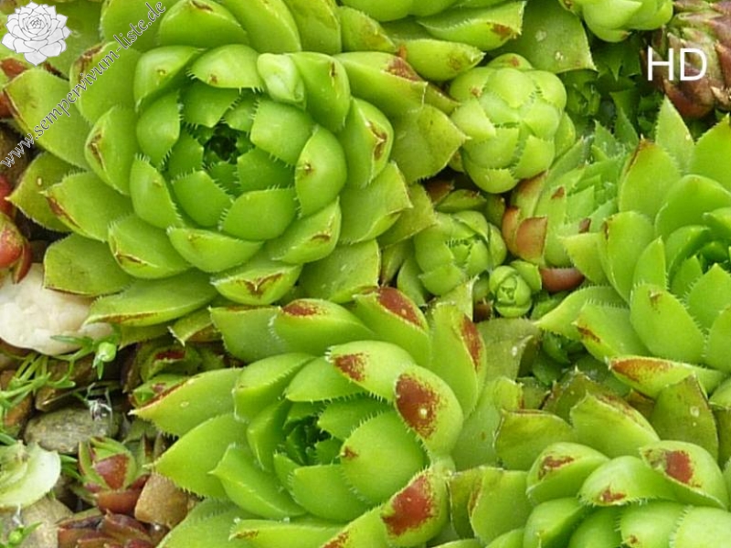 globiferum ssp. hirtum (glabrescens) from Divin