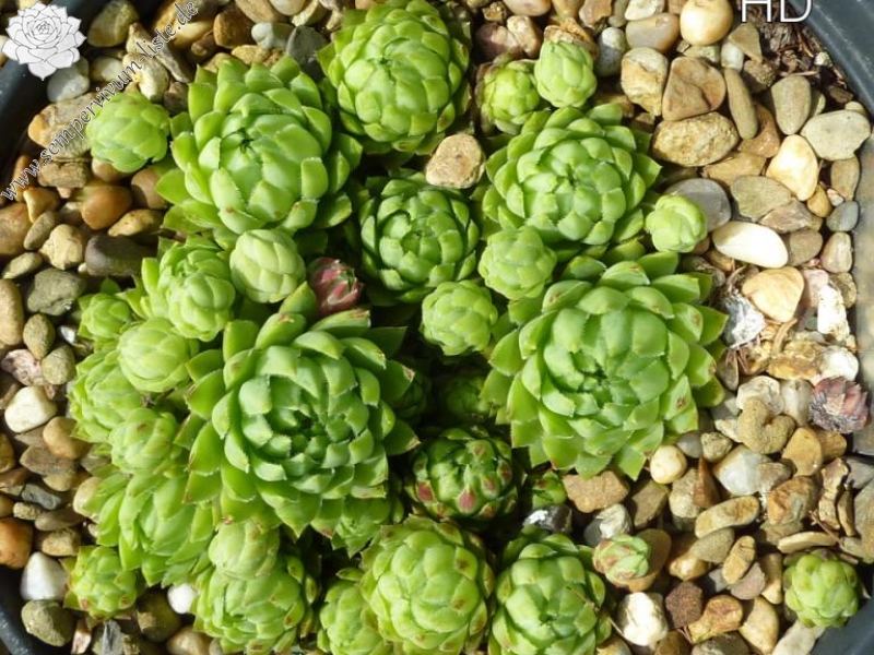 globiferum ssp. hirtum (glabrescens) from Dobra Voda