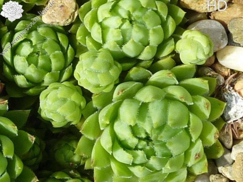 globiferum ssp. hirtum (glabrescens) from Dobra Voda