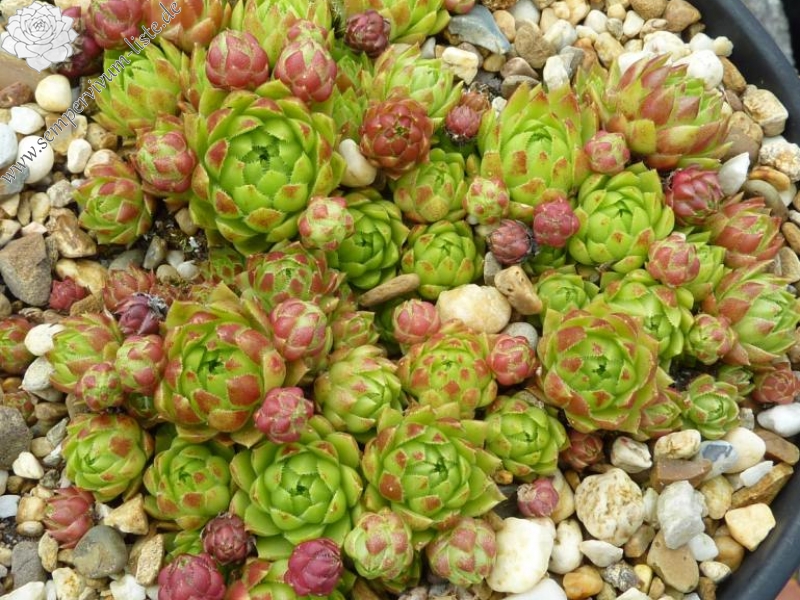 globiferum ssp. hirtum (glabrescens) from Dörfles A