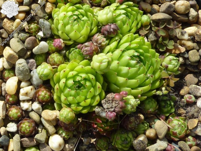 globiferum ssp. hirtum (glabrescens) from Dörfles B