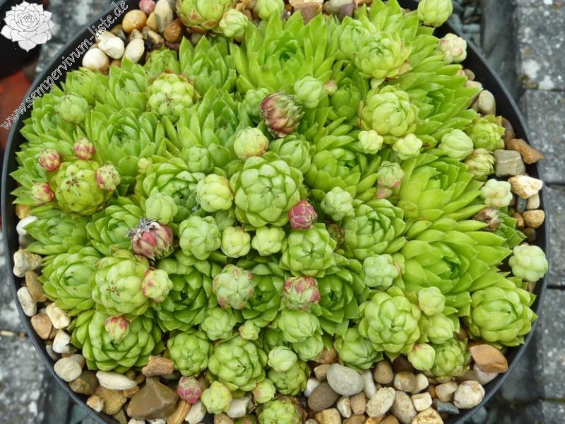 globiferum ssp. hirtum (glabrescens) from Drazovce A