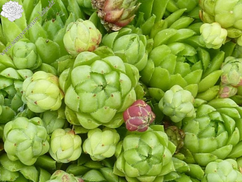 globiferum ssp. hirtum (glabrescens) from Drazovce A