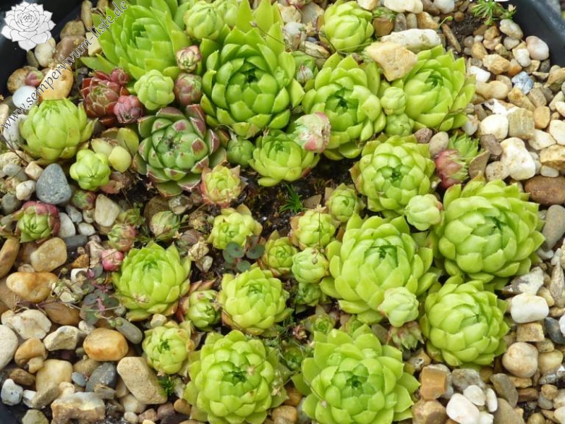 globiferum ssp. hirtum (glabrescens) from Drazovce B