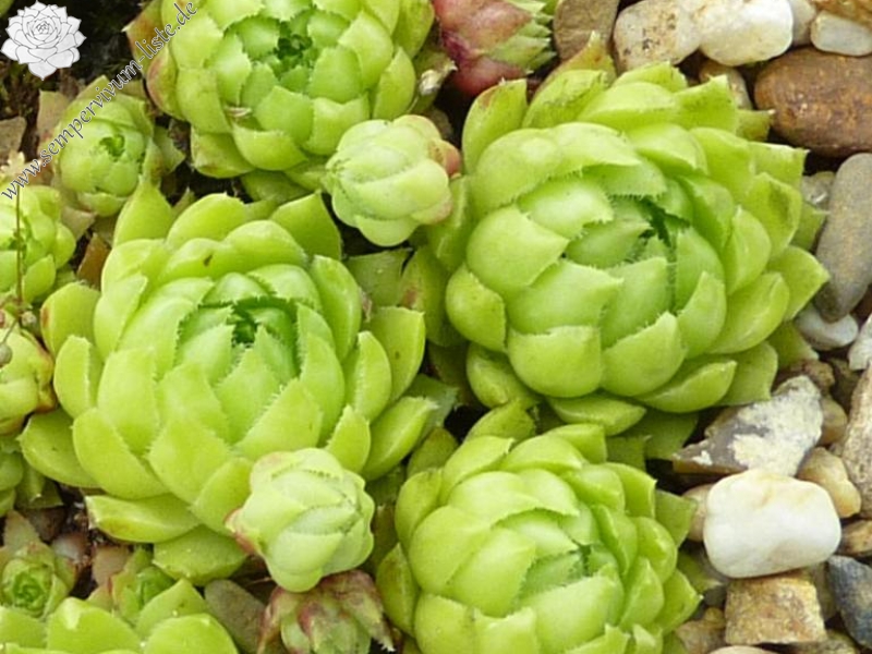 globiferum ssp. hirtum (glabrescens) from Drazovce B