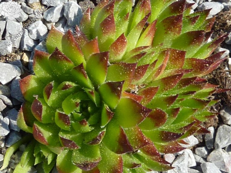 globiferum ssp. hirtum (glabrescens) from Drevenik