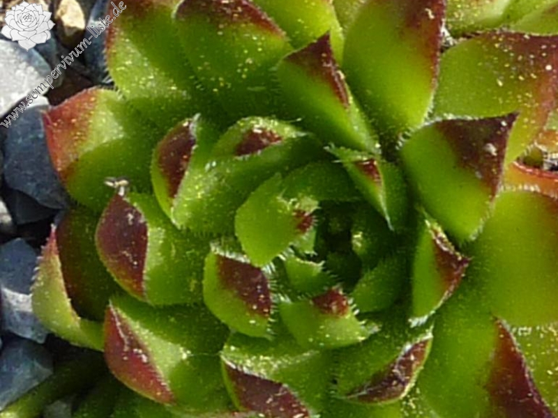 globiferum ssp. hirtum (glabrescens) from Drevenik