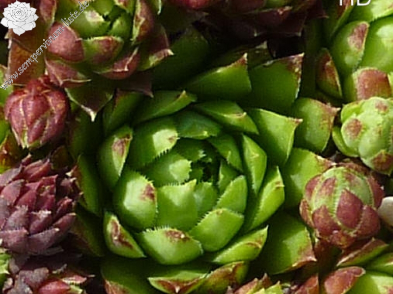 globiferum ssp. hirtum (glabrescens) from Driny A