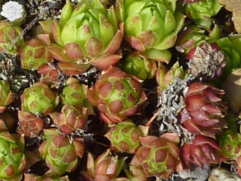 globiferum ssp. hirtum (glabrescens) from Driny B