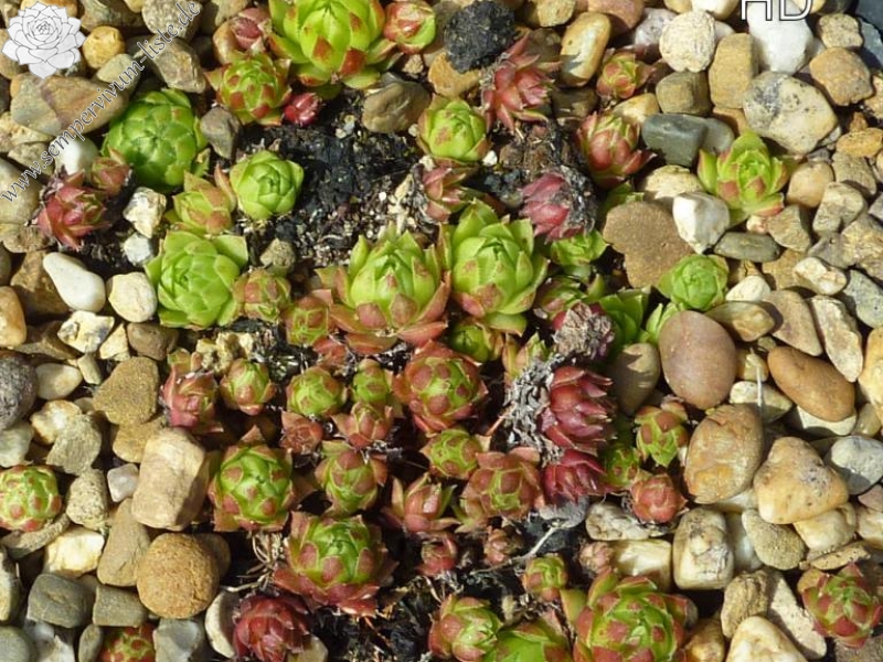 globiferum ssp. hirtum (glabrescens) from Driny B