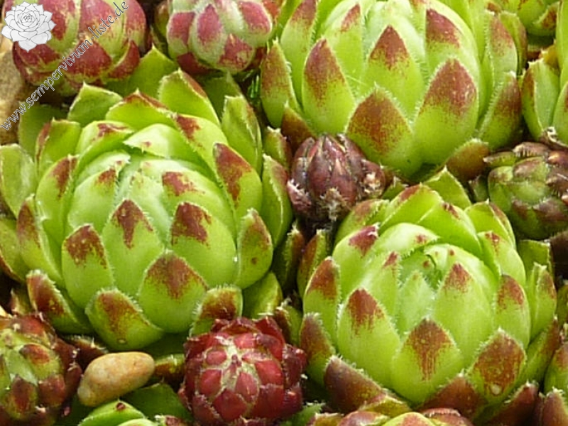 globiferum ssp. hirtum (glabrescens) from Dubovy Vrsok A