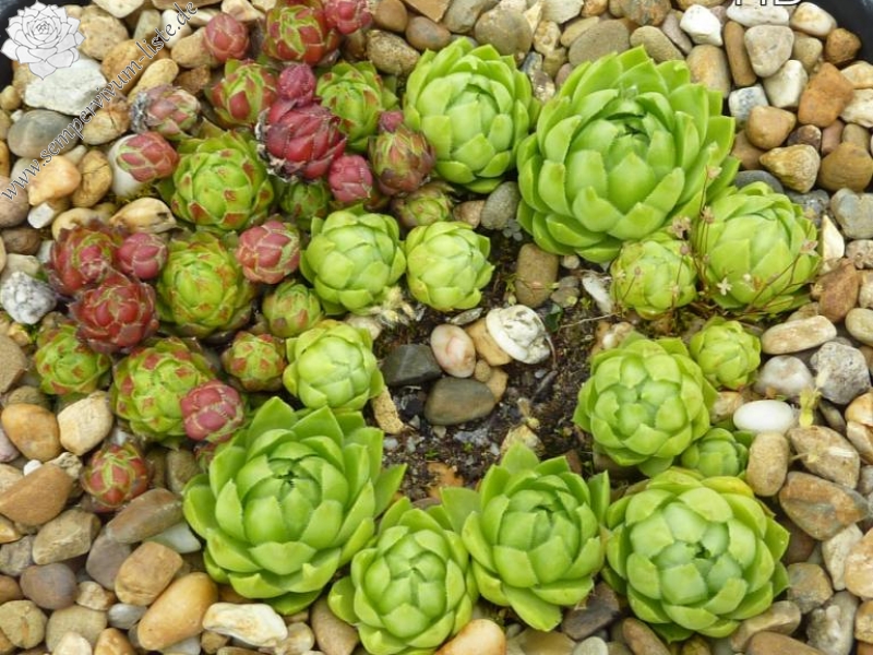 globiferum ssp. hirtum (glabrescens) from Dubovy Vrsok B