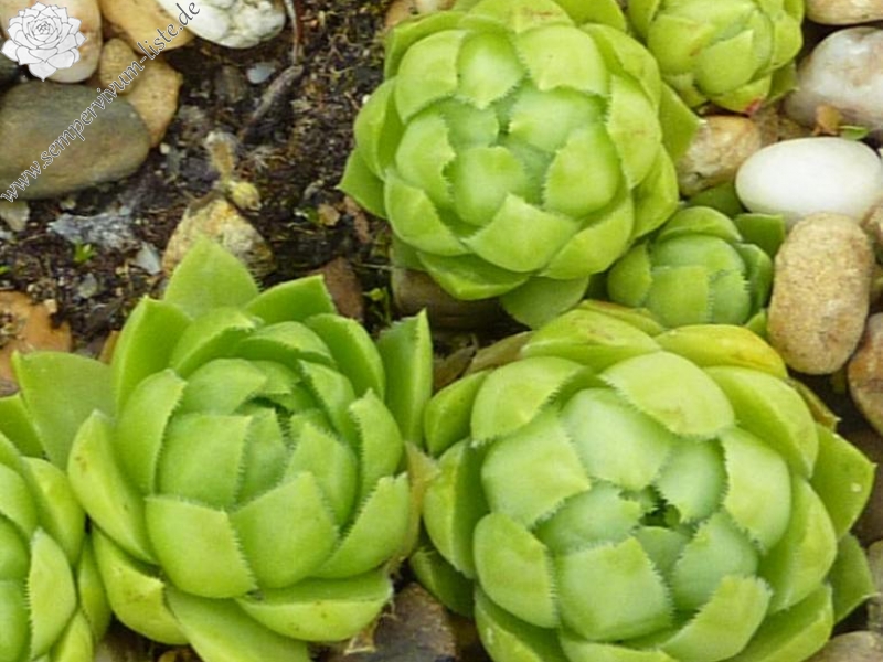 globiferum ssp. hirtum (glabrescens) from Dubovy Vrsok B