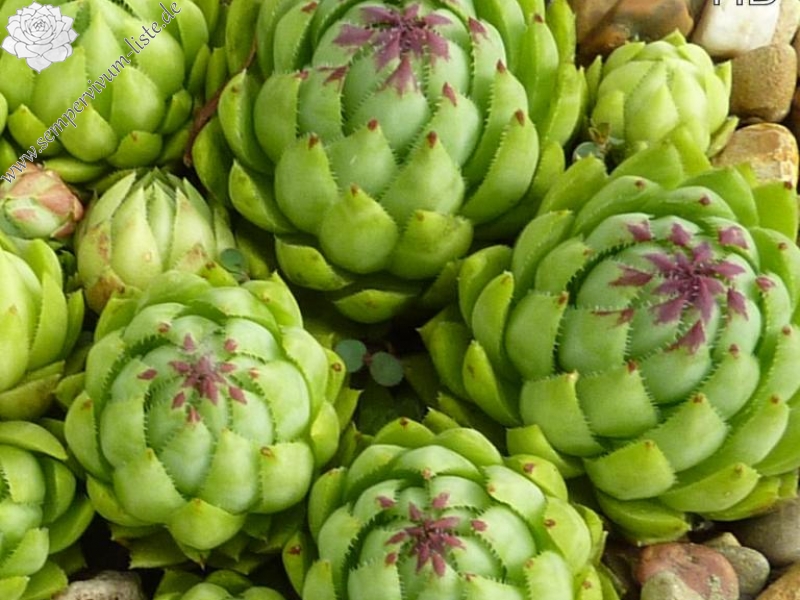 globiferum ssp. hirtum (glabrescens) from Ecem