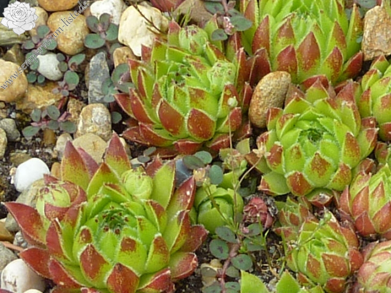 globiferum ssp. hirtum (glabrescens) from Fararova Skala