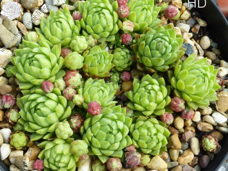 globiferum ssp. hirtum (glabrescens) from Fintice