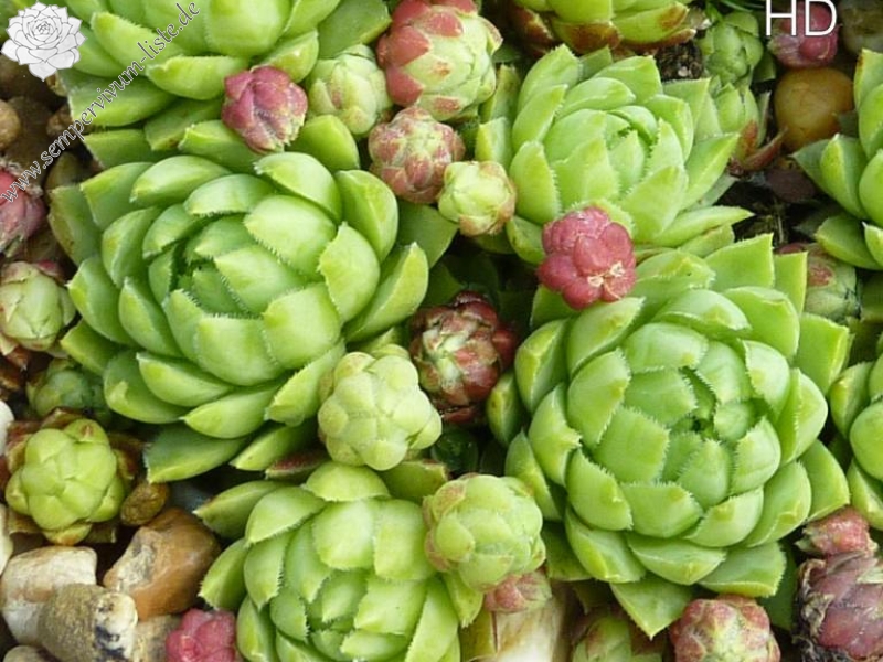 globiferum ssp. hirtum (glabrescens) from Fintice