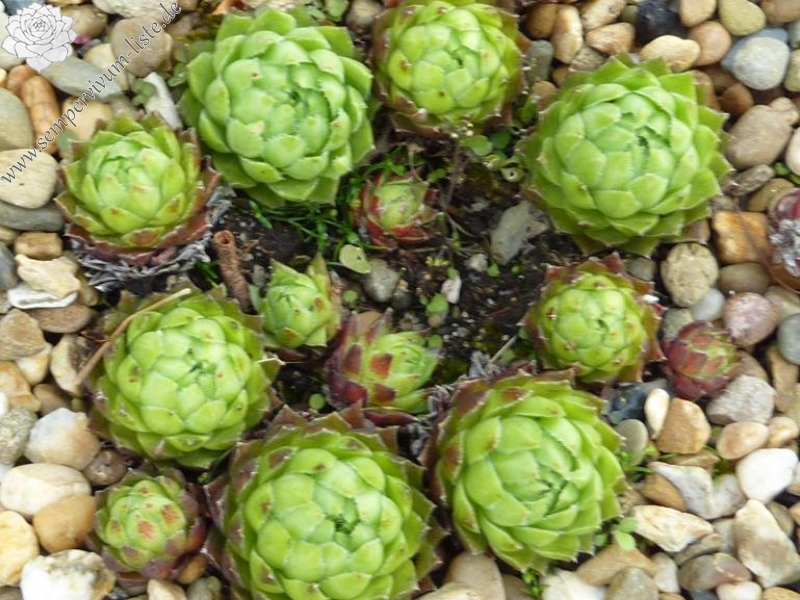 globiferum ssp. hirtum (glabrescens) from Hájska Dolina