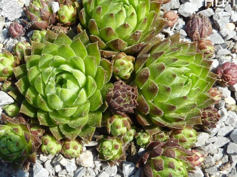 globiferum ssp. hirtum (glabrescens) from Hájska Dolina