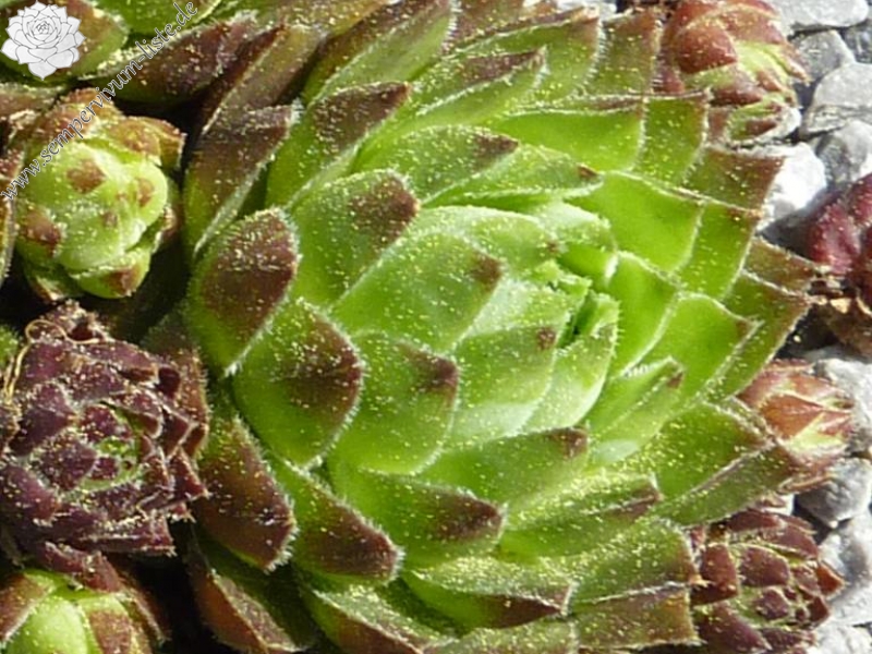 globiferum ssp. hirtum (glabrescens) from Hájska Dolina