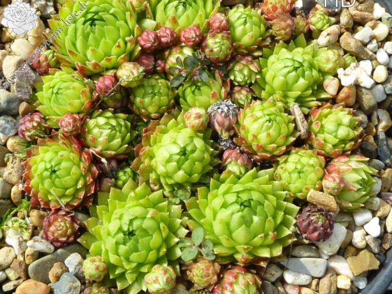 globiferum ssp. hirtum (glabrescens) from Kalvaria