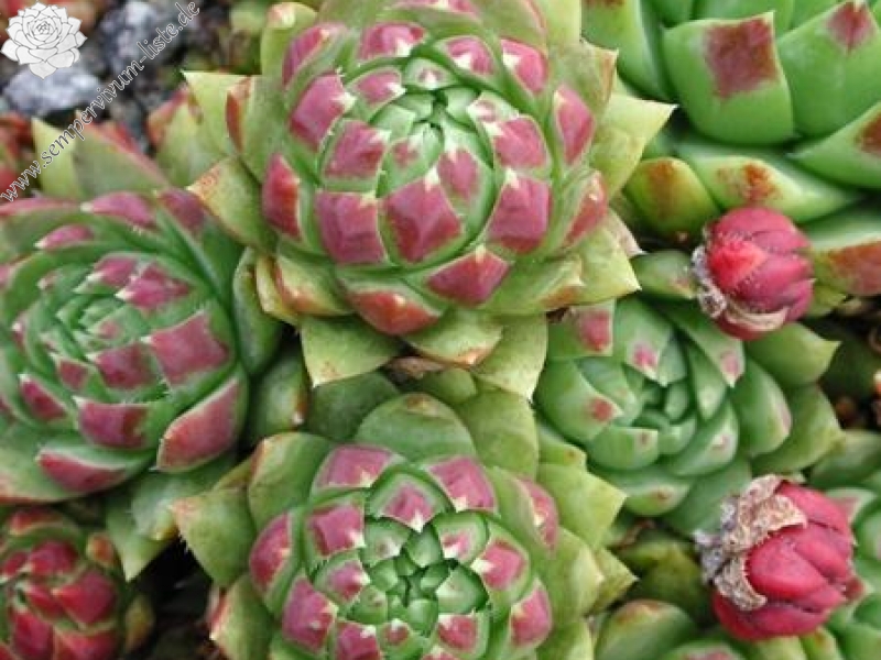 globiferum ssp. hirtum (glabrescens) from "Smeryouka"