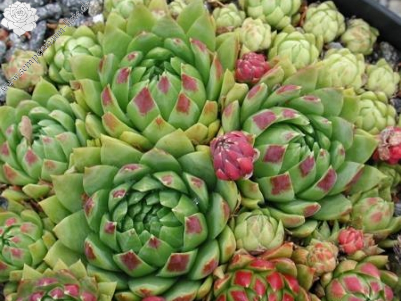 globiferum ssp. hirtum (glabrescens) from "Smeryouka"