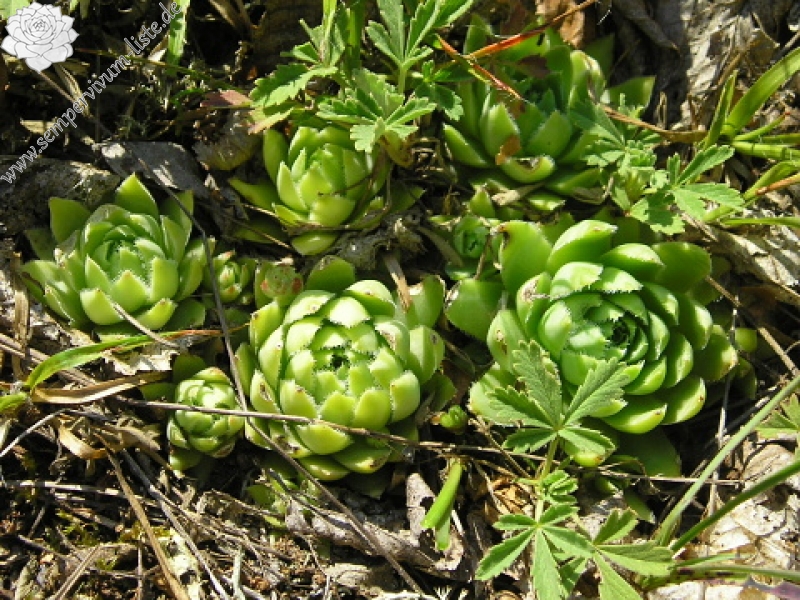 globiferum ssp. hirtum (glabrescens) from Stará Kremnička