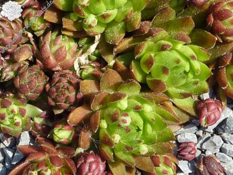 globiferum ssp. hirtum (glabrescens) from Szabóova Skala