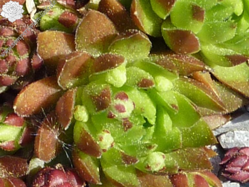 globiferum ssp. hirtum (glabrescens) from Szabóova Skala