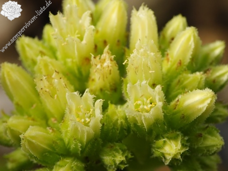 globiferum ssp. hirtum (glabrescens) from Žiar nad Hronom