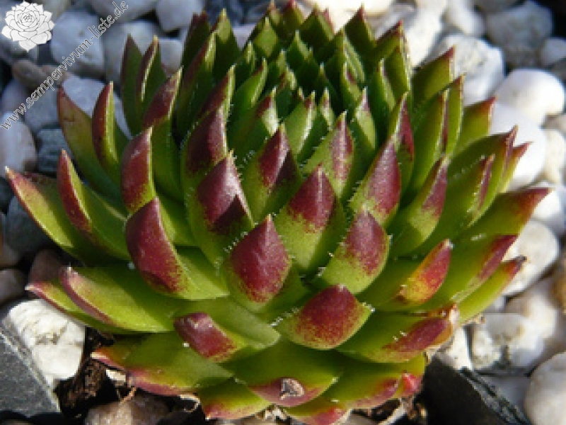 globiferum ssp. hirtum (glabrescens) from Ziar