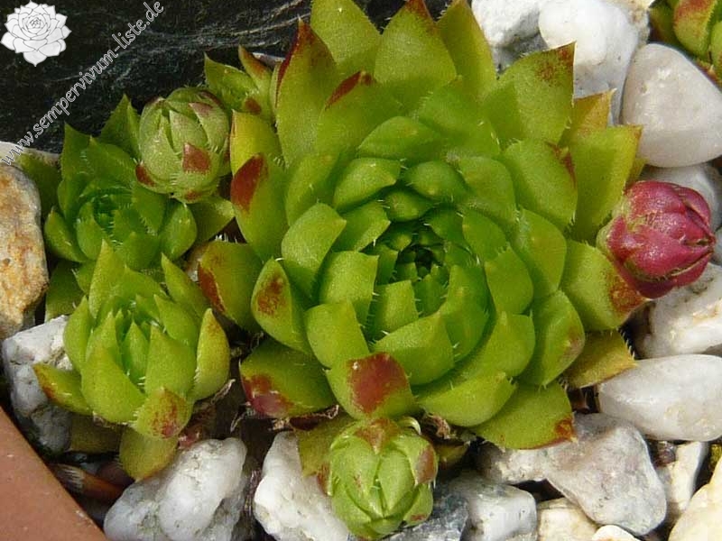 globiferum ssp. hirtum (glabrescens) from Ziar