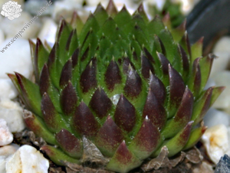 globiferum ssp. hirtum (glabrescens) from Ziar