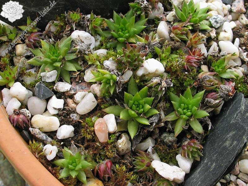 globiferum ssp. hirtum (glabrescens) from Ziar