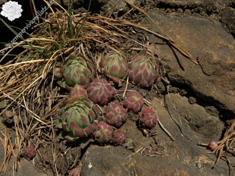 globiferum ssp. hirtum (hillebrandtii) from Gulsen