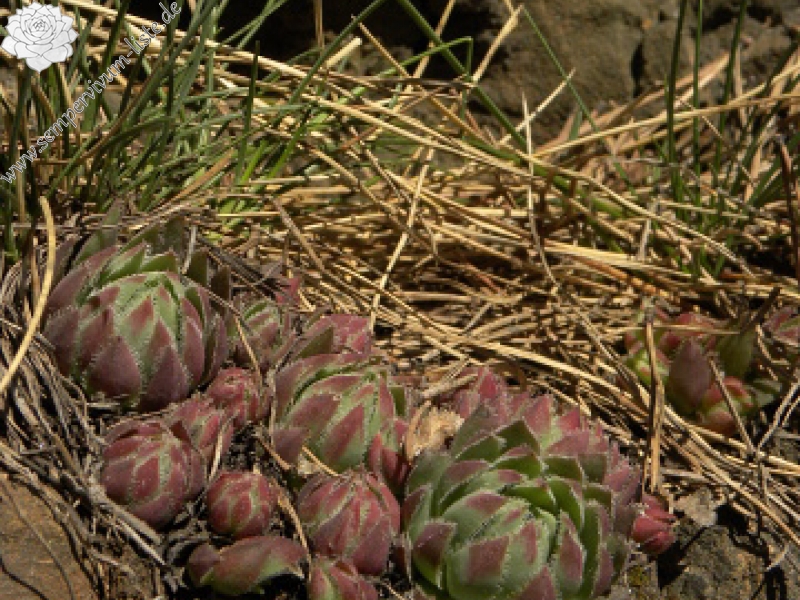 globiferum ssp. hirtum (hillebrandtii) from Gulsen