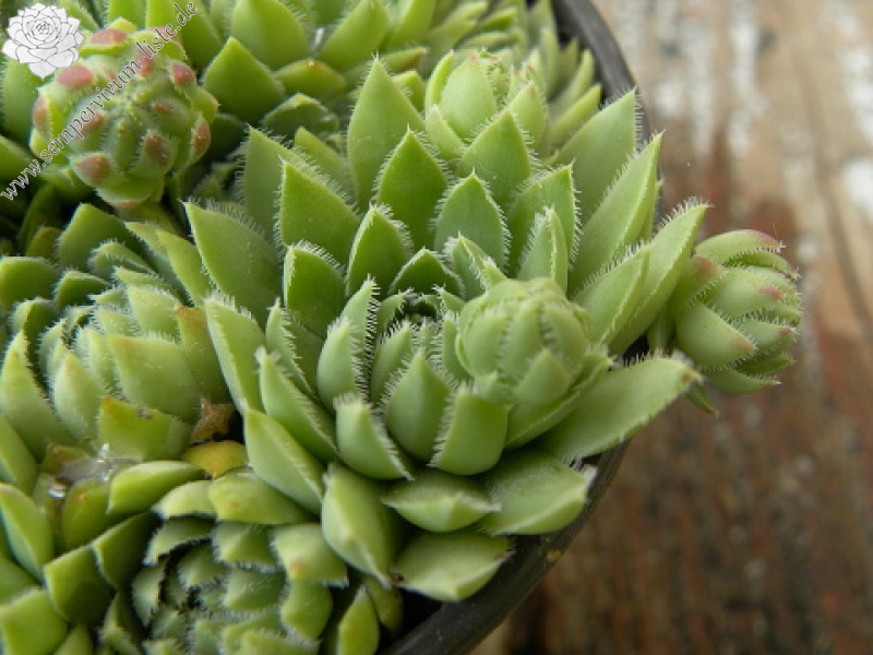 globiferum ssp. hirtum (hillebrandtii) from Gulsen