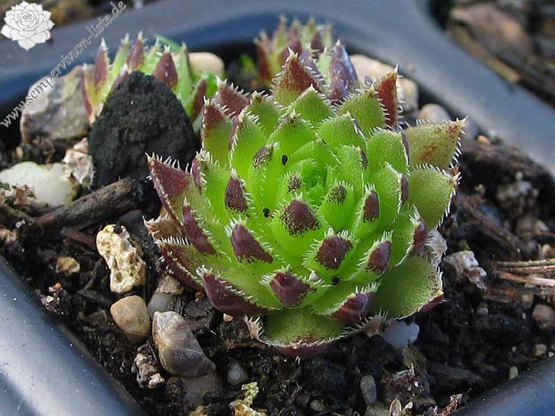 globiferum ssp. hirtum (hillebrandtii) from Gulsenberg