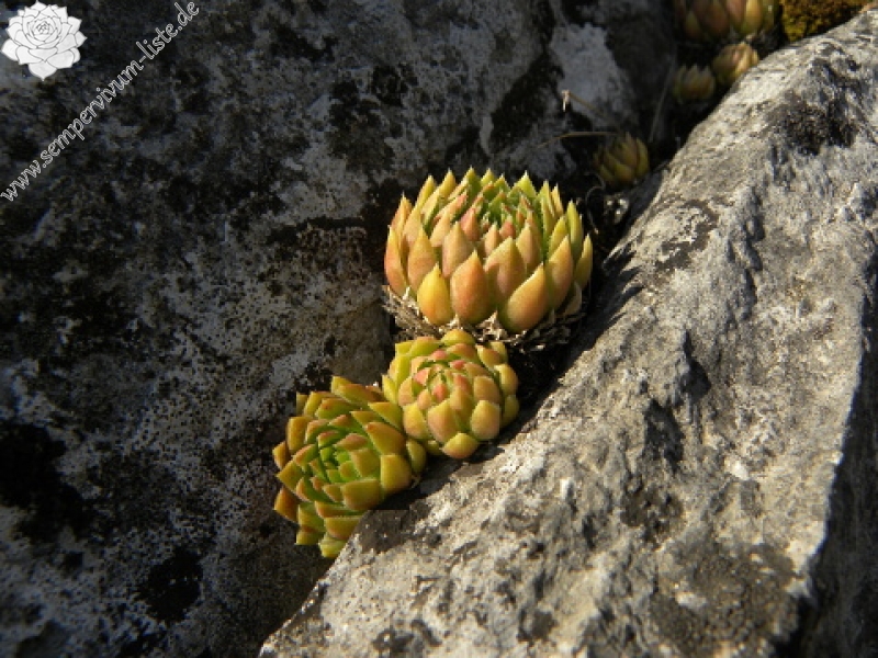 globiferum ssp. hirtum (hirtum) from Beran a Rorejsi