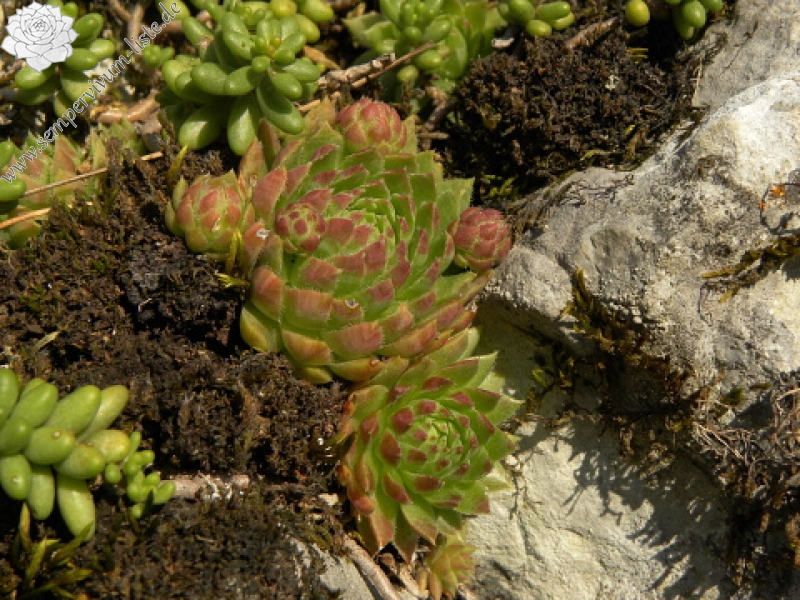 globiferum ssp. hirtum (hirtum) from Beran a Rorejsi