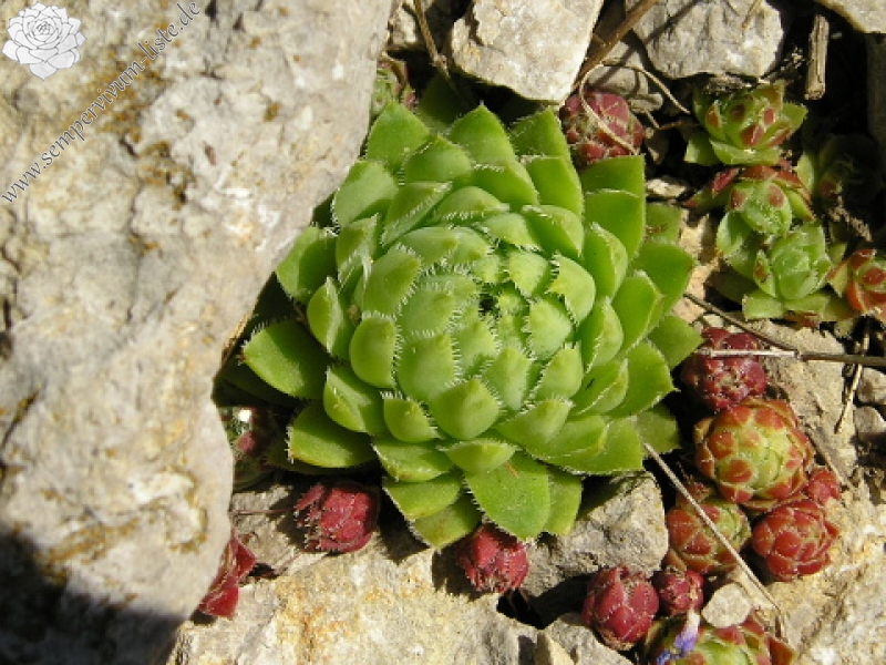 globiferum ssp. hirtum (hirtum) from Bicaz Chei (westl.)